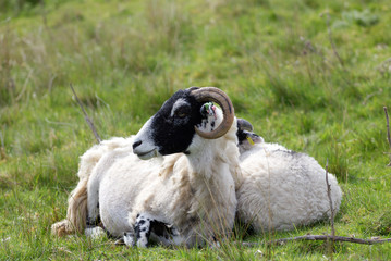 mother sheep and her lamb sitting together Yorkshire Dales