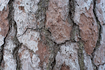 Natural texture of a tree bark close-up. Soft selective focus.
