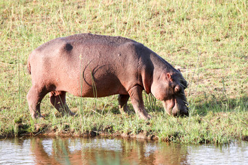 Hippo grazing at Sabie River, Skukuza Camp, Kruger Park