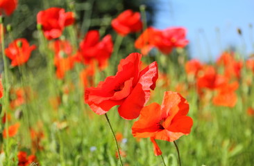 Red poppy flowers blowing in summer meadow