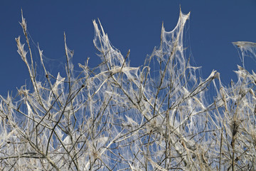 Raupenbefall der Gespinstmotte