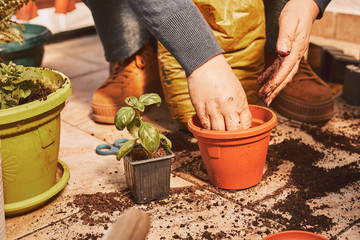 Professional gardener take care of her plants. Gardening concept.