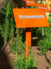 Fresh Rosemary Herb grow outdoor