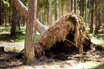Uprooted tree after the storm. Common damage in the forest.