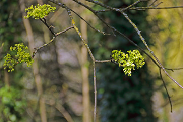 Lindenblüten