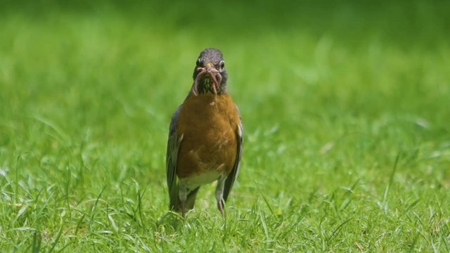 American robin lifts its head up and looks at frame with worms hanging out of its beak. Slow motion.