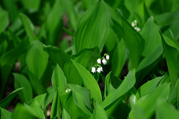 Blooming lily of the valley flowers in spring in a forest in a clearing. Floral texture. Soft selective focus.