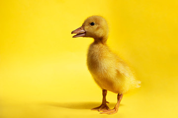 young domestic duckling on a yellow background