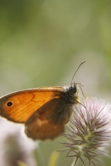 Obraz premium Insect sitting on the flower - macro shot