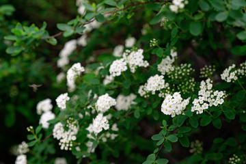 Blooming green bush Spiraea nipponica Snowmound with white flowers in spring. Floral texture. Soft selective focus.