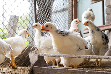 young domestic chickens in the household