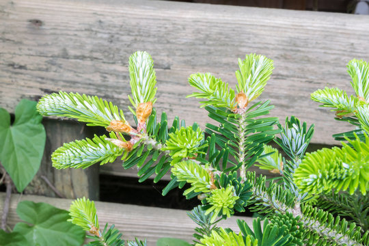 Young shoots of Korean fir (Abies koreana) during springtime. Beautiful soft silvery green colored needles.