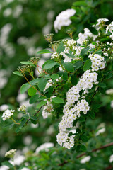 Blooming green bush Spiraea nipponica Snowmound with white flowers in spring. Floral texture. Soft selective focus.