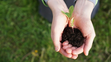 child grows separation, hand holding small tree, flower, concept green world earth day