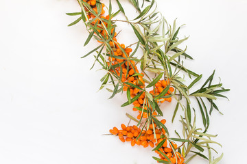 Branch of sea buckthorn with orange berries and leaves on white background. Photo with copy blank space.