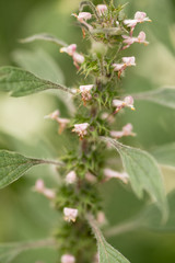 Leonurus cardiaca, motherwort, throw-wort, lion's ear, lion's tail medicinal plant with opposite...