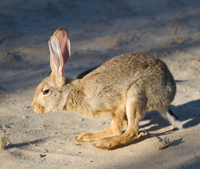 Cape Scrub Hare in Kalahari