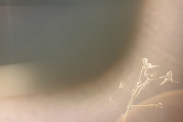 Wild flower in field of nature background