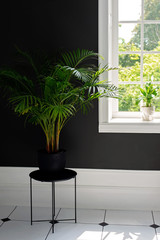 Areca decorative palm in modern room interior near window. Soft selective focus.
