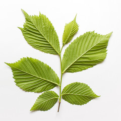 Single plant branch with fine texture isolated on white background.