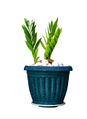 Group of plant in a green pot on white background.