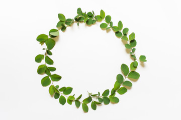Circular arrangement of plant leaves on white background. Photo with copy blank space.