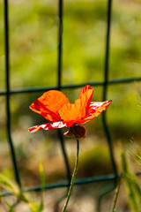 Fototapeta premium Beautiful blooming poppy on a trellis background. The concept of self-isolation, quarantine