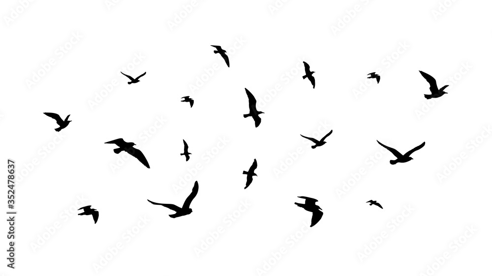 Poster flying flock of birds. flight bird silhouettes, isolated black doves or seagulls collection. freedom