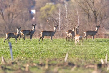 Naklejka na ściany i meble Attentive roe deer, capreolus capreolus, buck observing meadow with clean blurred background. Alert wild animal standing in nature at daybreak with copy space.