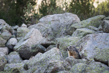 marmot in the rocks