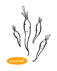 Carrots. Black line sketch collection of vegetables isolated on white background. Doodle hand drawn vegetable icons. Vector illustration