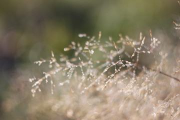 Wild flower in field of nature background
