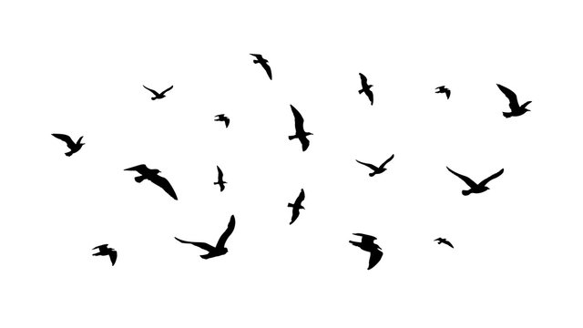 Flying flock of birds. Flight bird silhouettes, isolated black doves or seagulls collection. Freedom metaphor vector illustration. Flock bird black silhouette illustration