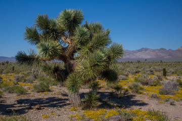 Southwest Usa Parks (Joshua Tree National Park) is located in southeastern California.