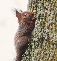 Junges scheues Eichhörnchen