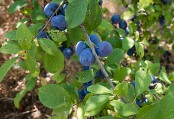 organic damson plums growing on the branch