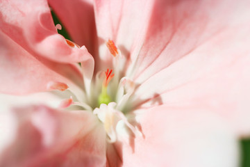 close-up of pink flower