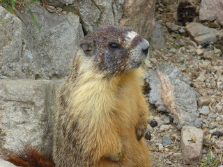 Murmeltiere, Marmots