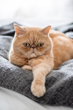 Funny Serious Exotic Shorthair Cat Laying On Couch Closeup View