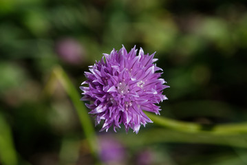 Fleur violette de ciboulette - France 