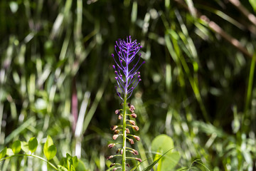 Fiori di campo