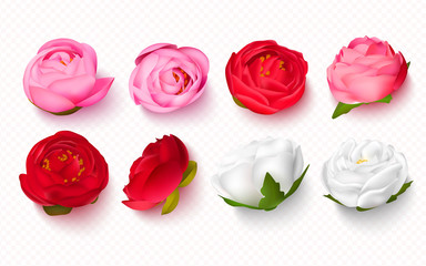 Set of peony buds on a transparent background.3D flowers for invitations, banners, cards. Vector illustration.