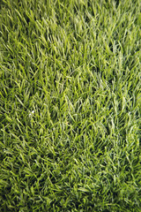 Green grass background