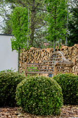 Bukszpan formowany na kulę w eleganckim nowoczesnym ogrodzie z drewnianą ławeczką i ogrodzeniem z drewna
