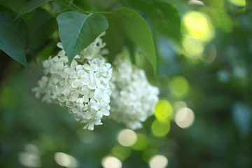 Spring lilac flower, blossoming bunch	