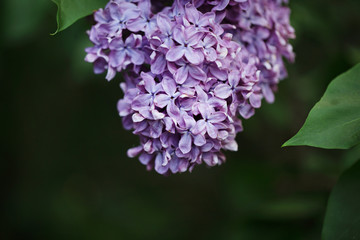 Obraz premium Spring lilac flower, blossoming bunch 