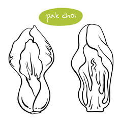 Pak choi. Black line sketch collection of vegetables isolated on white background. Doodle hand drawn vegetable icons. Vector illustration