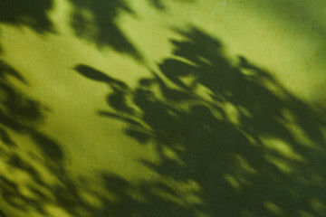 Abstract composition of leaves shadows on the green wall texture. Creative background