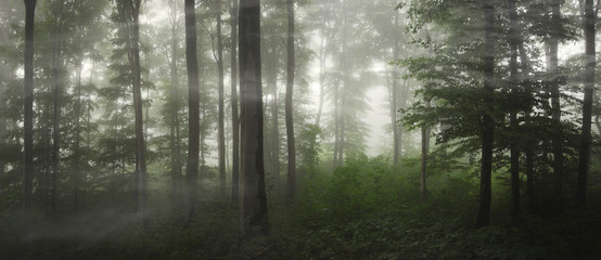 natural green forest panorama on rainy weather