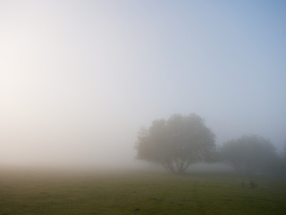 Fototapeta na wymiar foggy morning on the river near the floodplain meadow